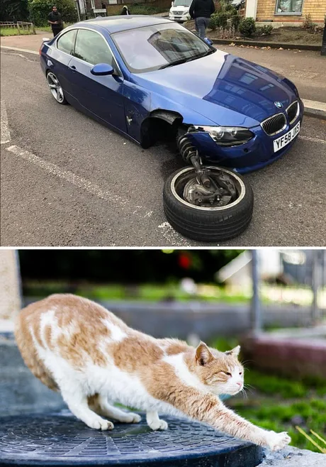 Name:  cat-bmw.png
Views: 2
Size:  575.2 KB
