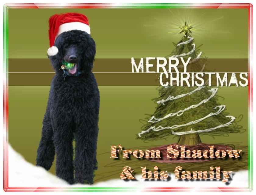 Name:  shadow-christmas-card-3.jpg
Views: 34599
Size:  291.5 KB