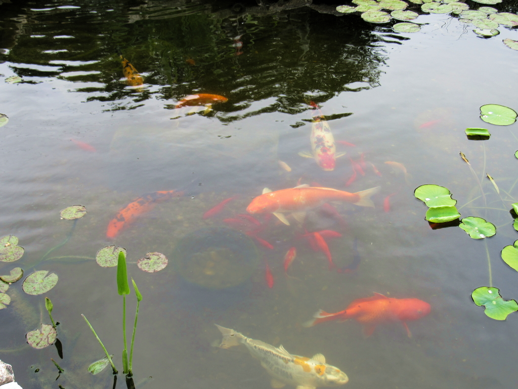 Name:  pond-fish.jpg
Views: 20379
Size:  648.7 KB