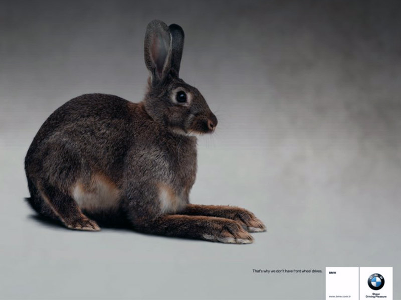 Name:  bunny.jpg
Views: 4000
Size:  55.3 KB