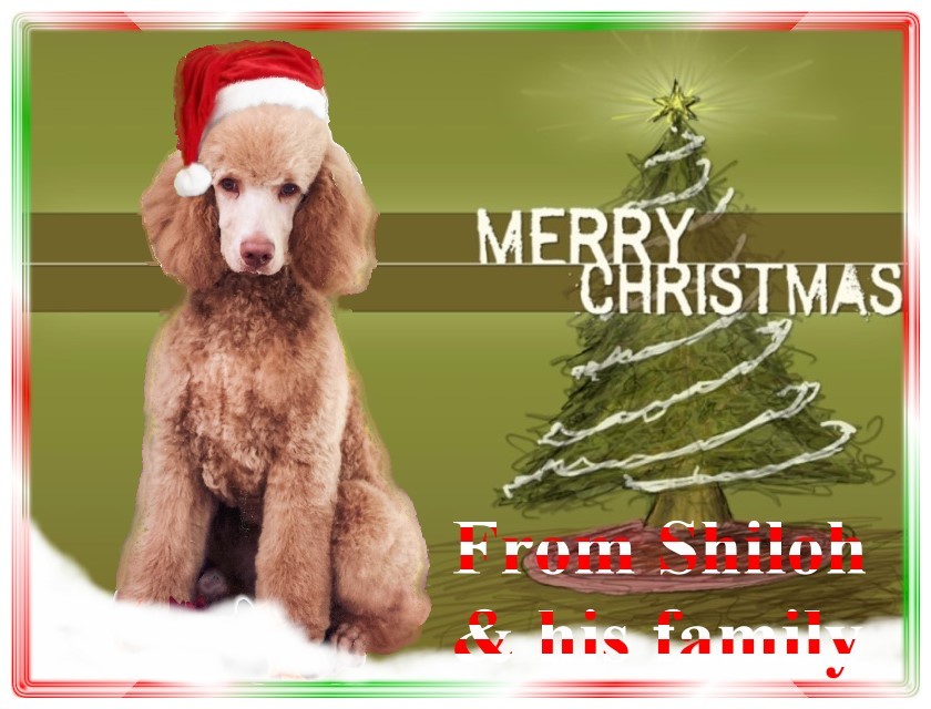 Name:  shiloh-christmas-card-2.jpg
Views: 5427
Size:  122.6 KB