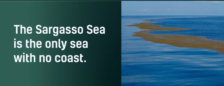 Name:  Sargasso Sea..jpg
Views: 405
Size:  38.4 KB