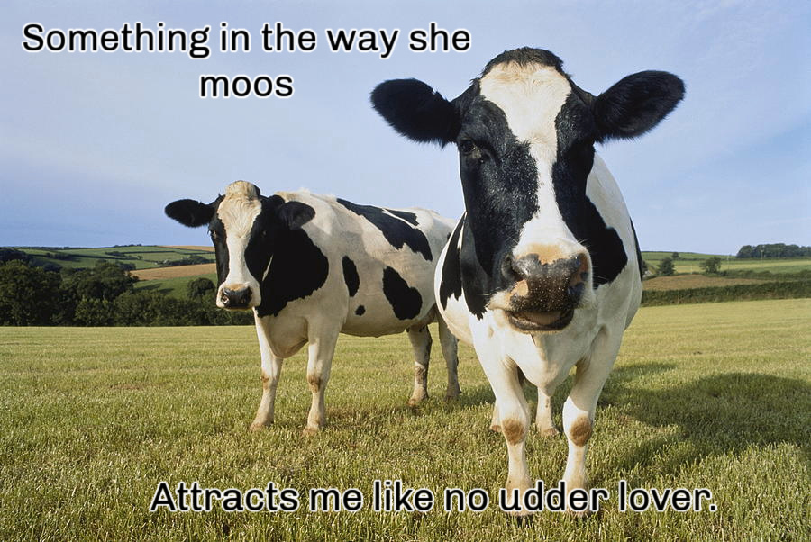 Name:  Cows. (1).jpg
Views: 869
Size:  247.6 KB