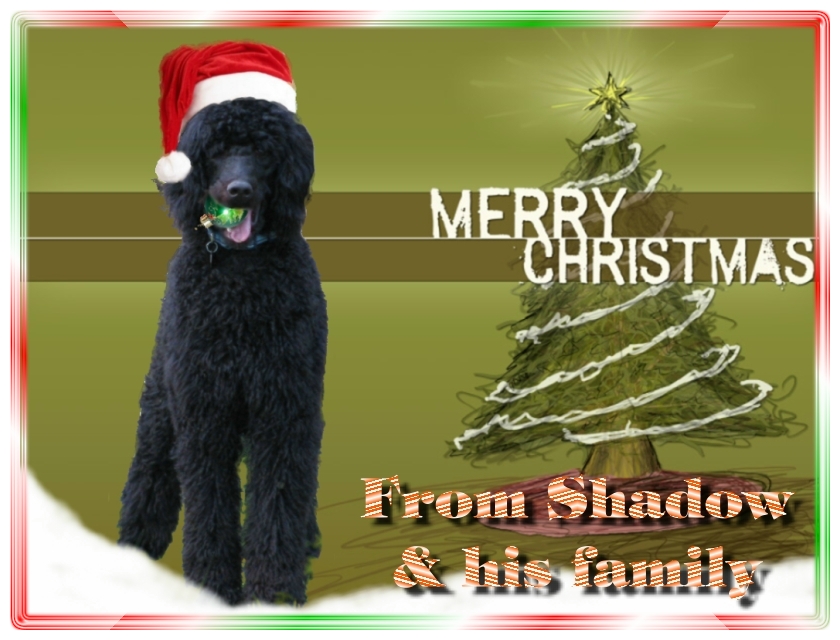 Name:  shadow-christmas-card-3.jpg
Views: 35160
Size:  291.5 KB