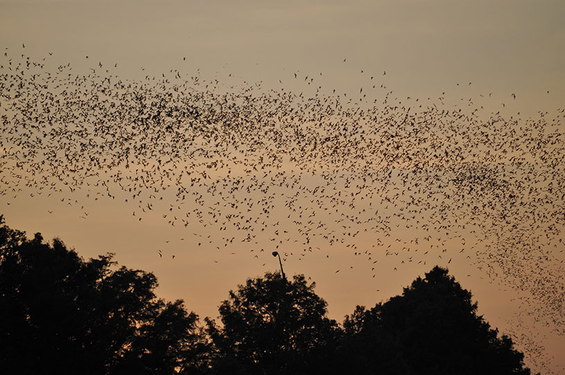 Name:  bats-in-trees-at-sunset.jpg
Views: 2546
Size:  126.8 KB