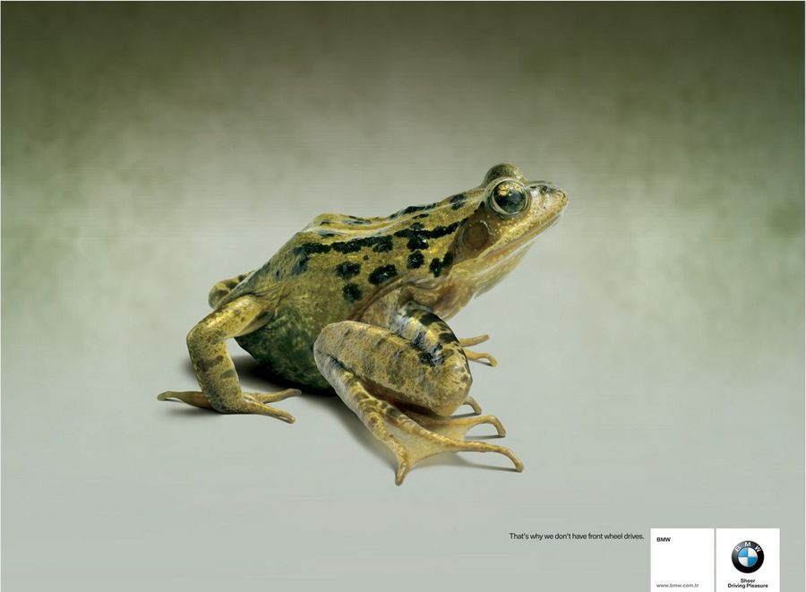 Name:  frog.jpg
Views: 4152
Size:  45.8 KB