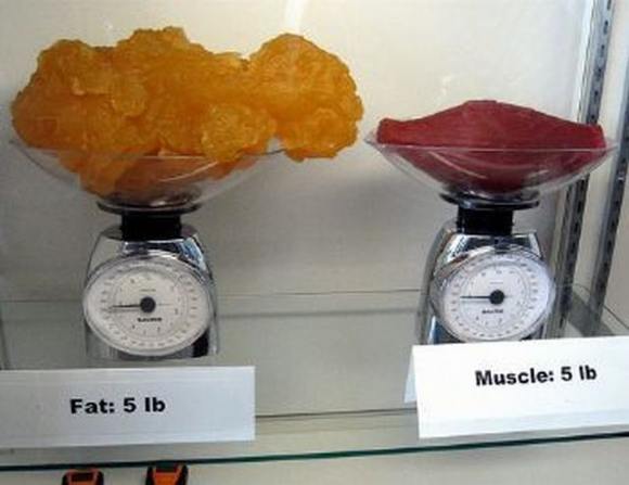 Name:  Fat and muscle..jpg
Views: 3397
Size:  27.6 KB